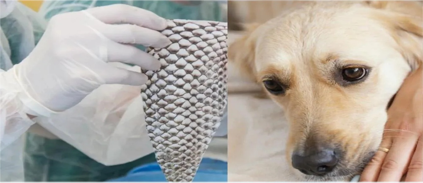 Pesquisadores cearenses recuperam visão de cães e gatos | Revista Reação